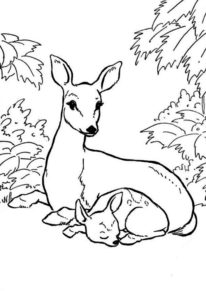 The doe guards her child